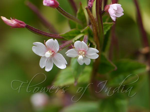 Amur Willow-Herb
