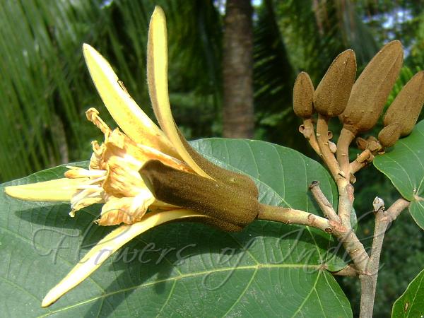 Andaman Kanak Champa