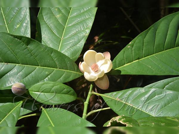 Andaman Magnolia