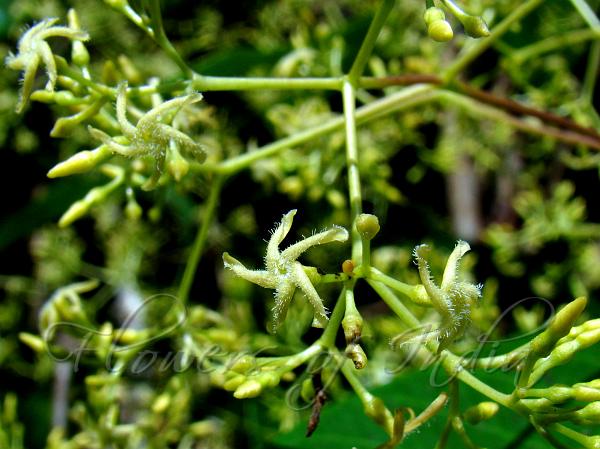 Andamanese Bowstring Plant