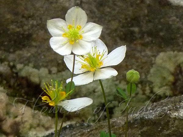 Anemone Isopyrum