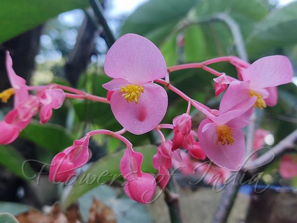 Angel Wing Begonia