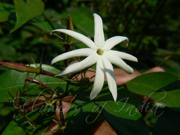 Angelwing Jasmine