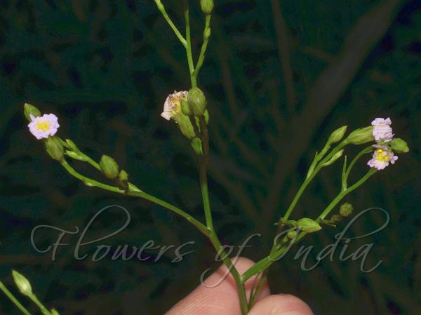 Annual Saltmarsh Aster