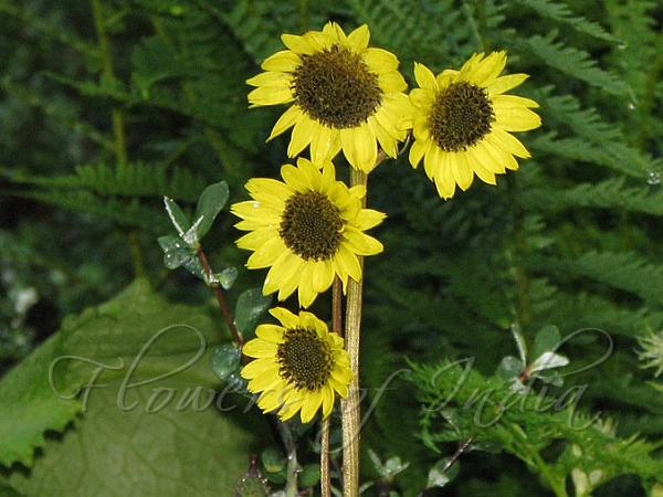 Arnica Himalayan Sunflower