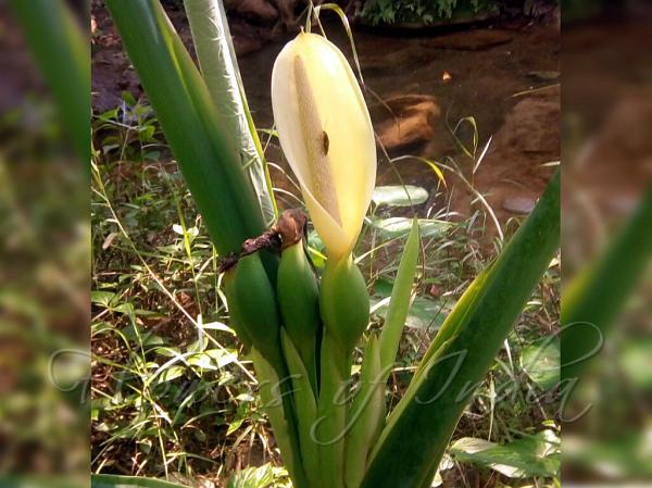 Arrowleaf Elephant Ear