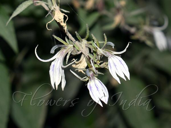 Arunachal Lobelia
