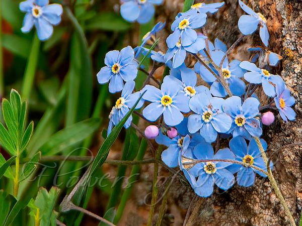 Asian Forget-Me-Not