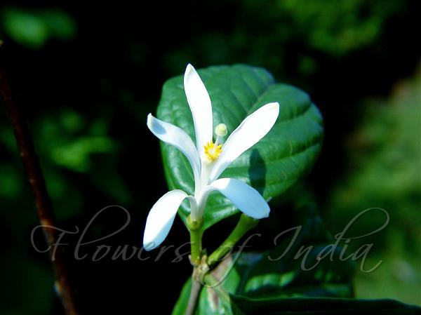 Asian Honeysuckle Tree