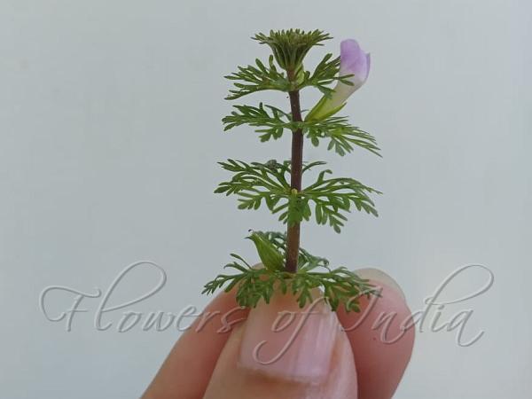 Asian Marshweed