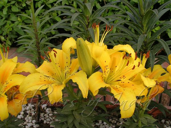 Asiatic Lily