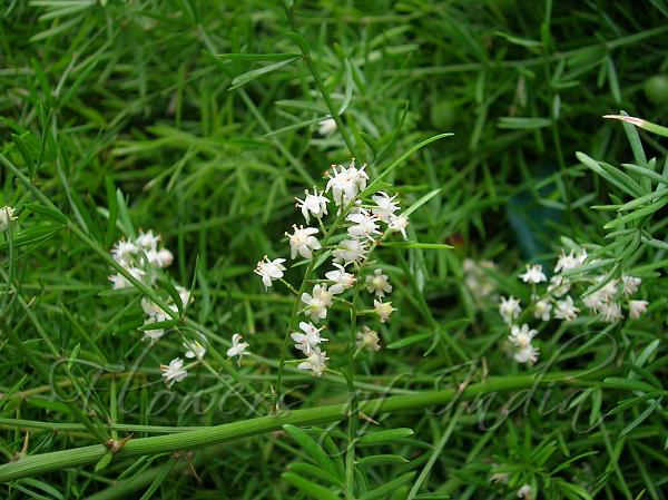 Asparagus Fern