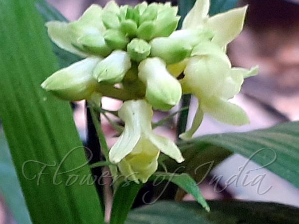 Assam Boat-Lip Orchid