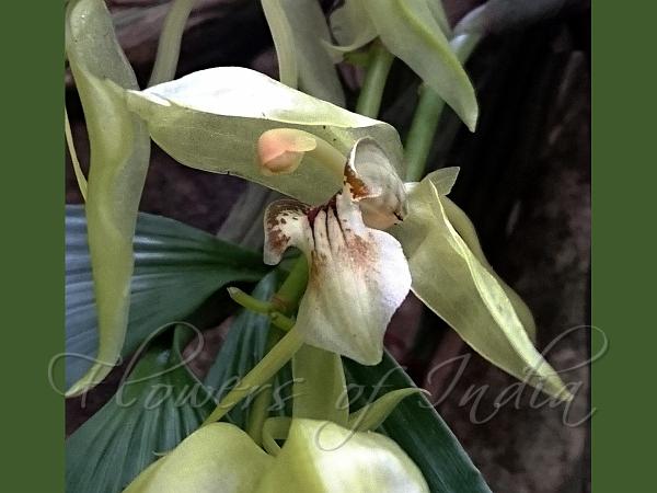 Assam Coelogyne
