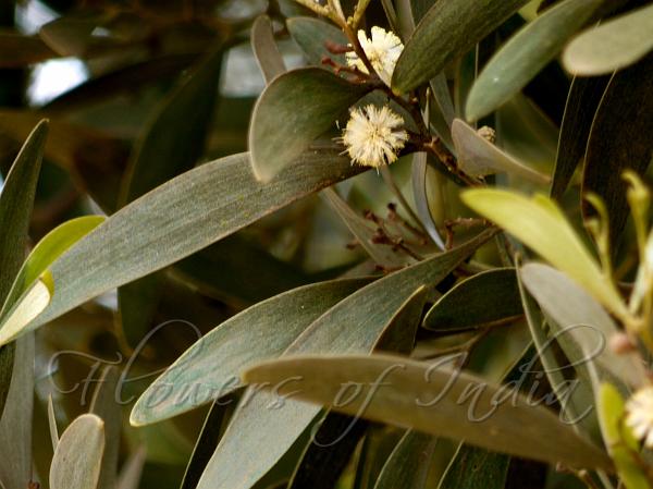 Australian Blackwood