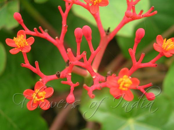 Australian Bottle Plant