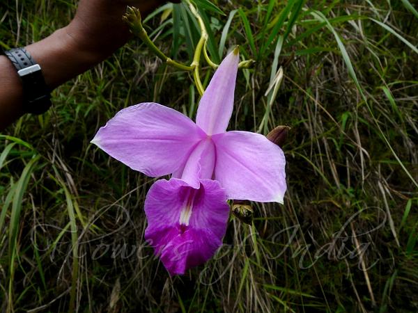 Bamboo Orchid