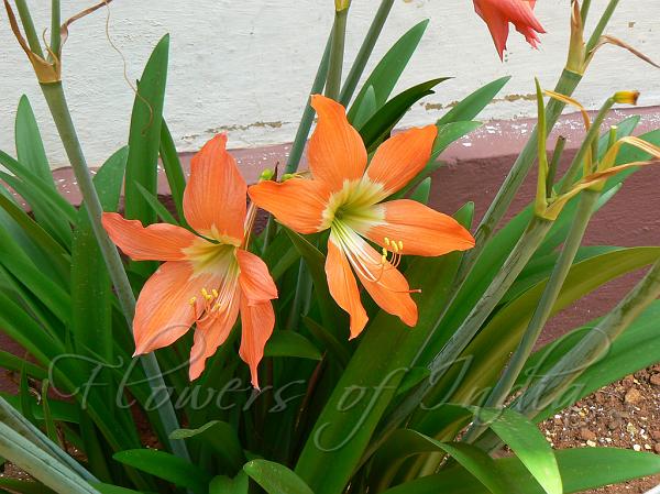 Barbados Lily