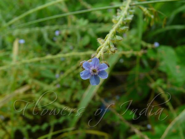 Barbed Forget-Me-Not