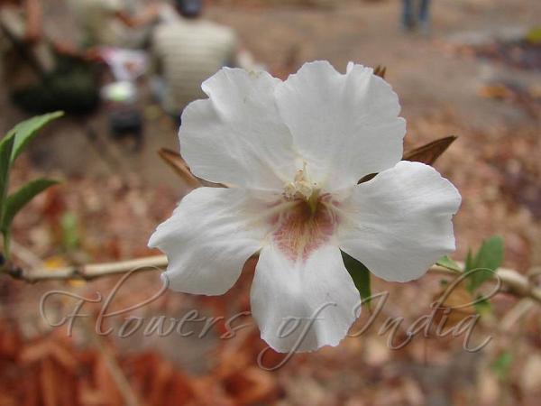 Barleria Petal-Bush