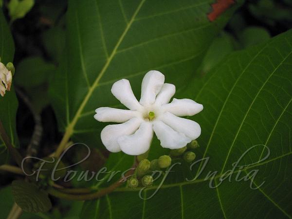 Beach Gardenia