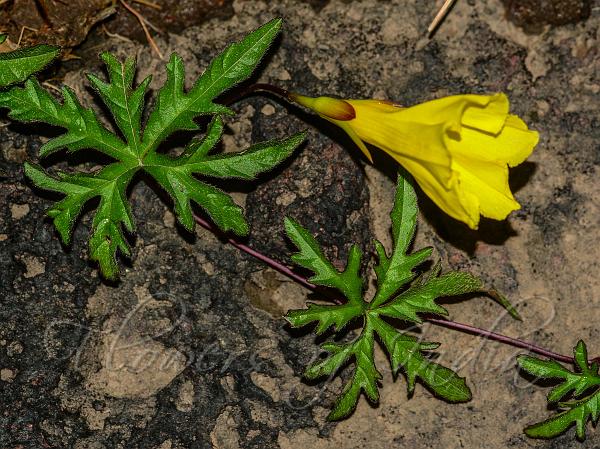 Beaked-Root Morning Glory