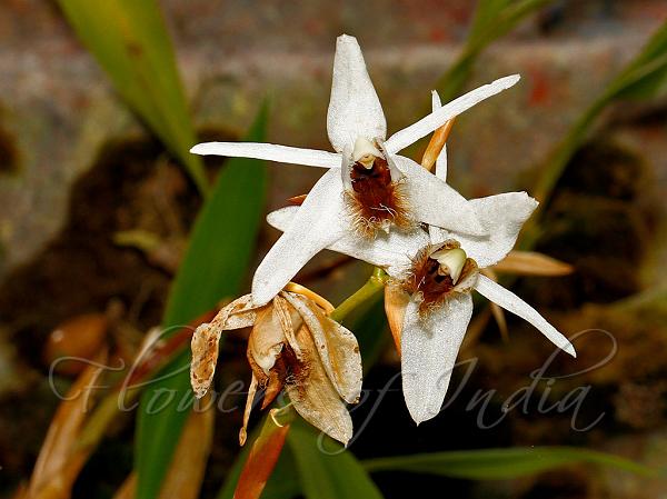 Bearded Coelogyne