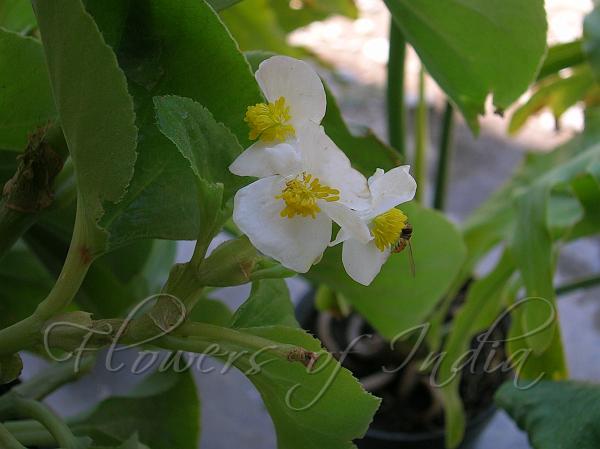 Begonia Fair Lady