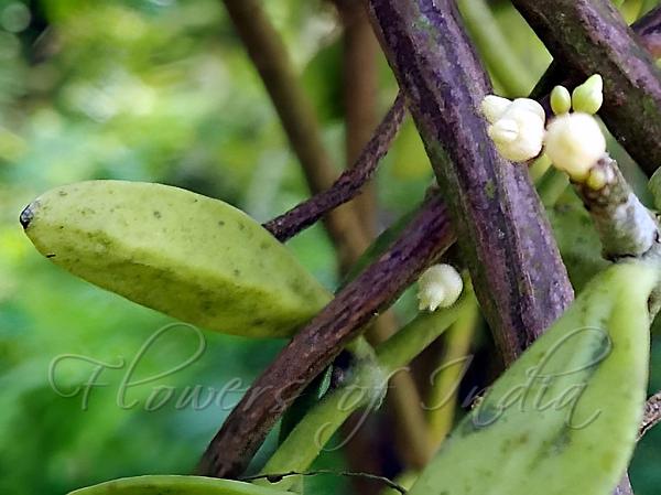 Bengal Succulent Vine