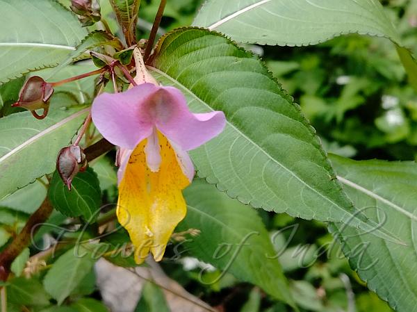 Bicolor Balsam