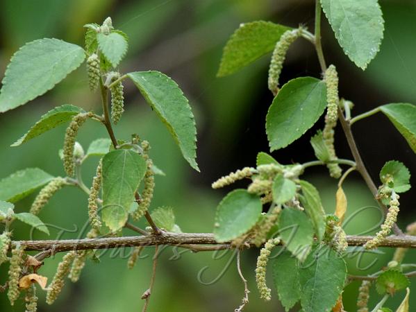 Birch-Leaved Cat Tail