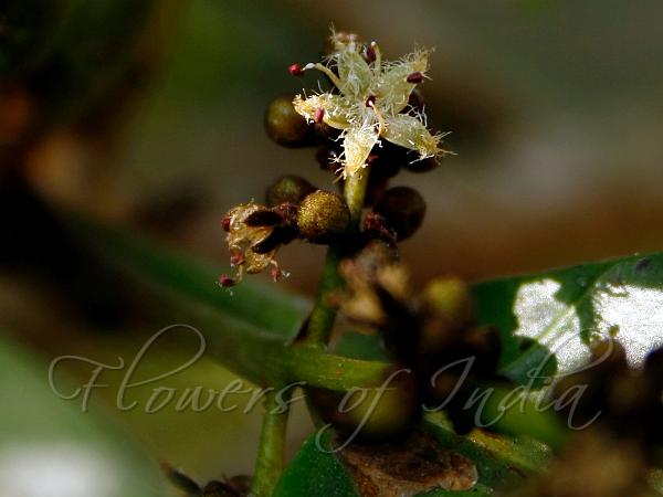 Black-Flowered Varnish Tree