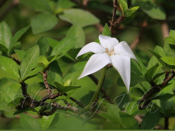 Blackberry Jam Fruit