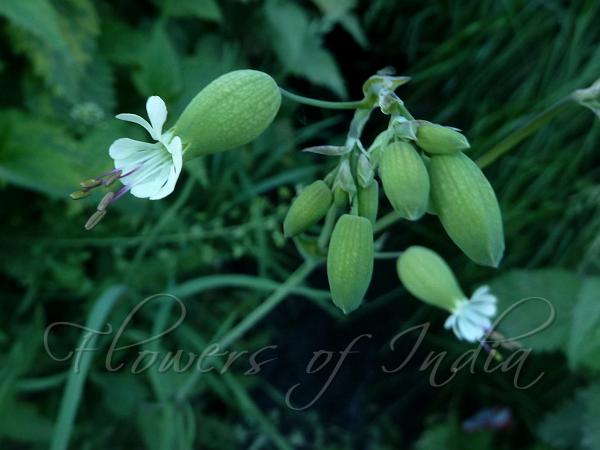 Bladder Campion