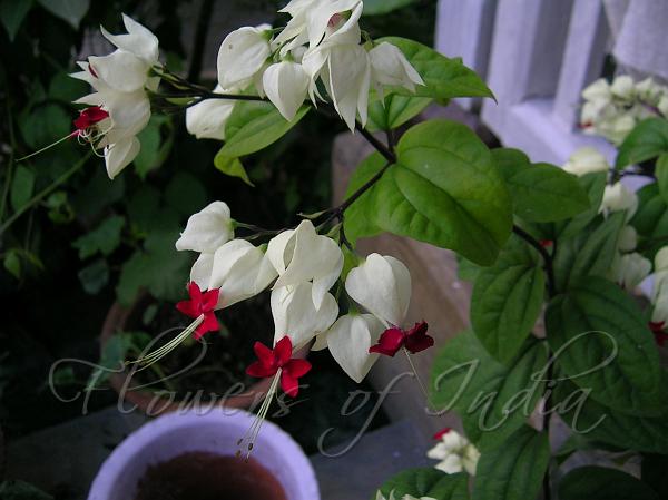 Bleeding Heart Vine