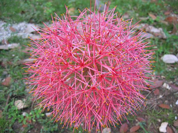 Blood Lily
