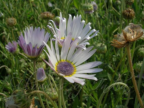 Blue Eyed African Daisy