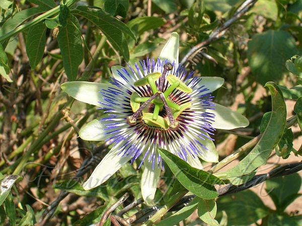 Blue Passion Flower