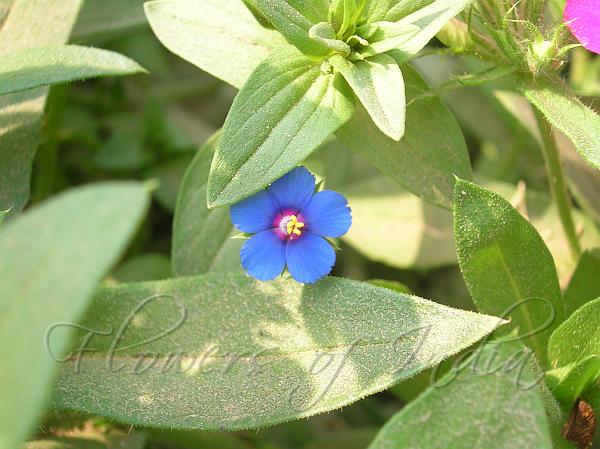 Blue Pimpernel