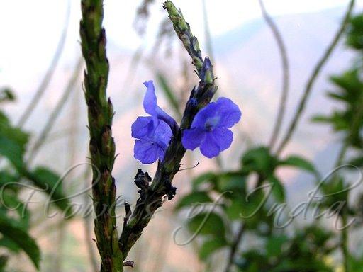 Blue Porterweed