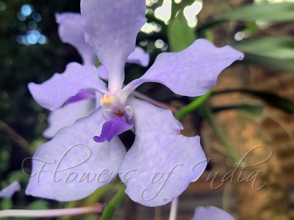 Blue Vanda