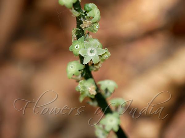 Blueberry Dark-Flower