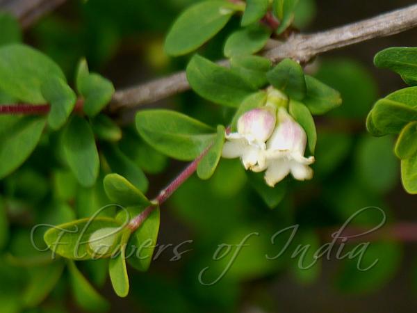 Blueberry Honeysuckle
