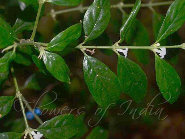 Blueberry Wool-Flower