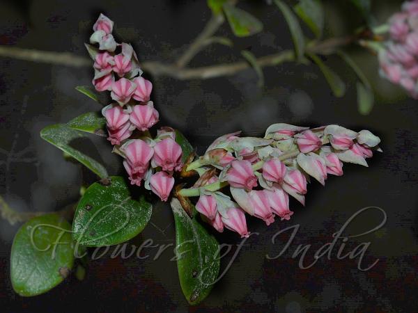 Blunt-Leaf Cranberry