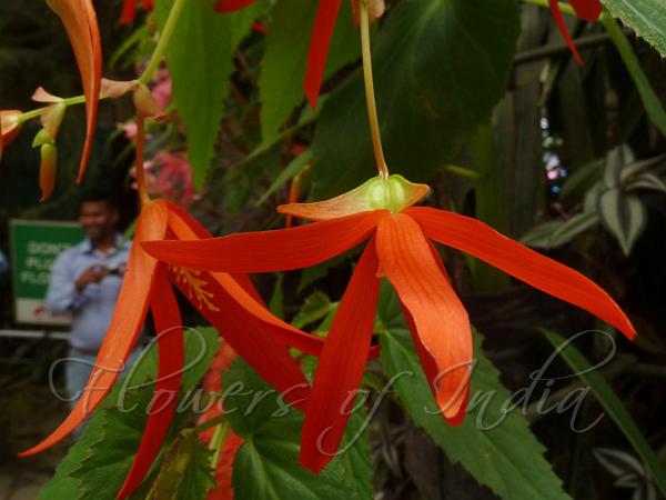 Bolivian Begonia