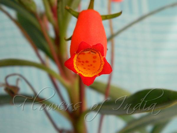 Bolivian Sunset Gloxinia