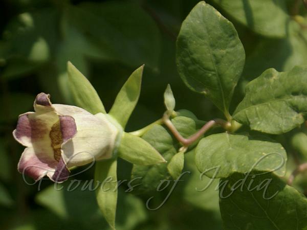 Bonnet Bellflower