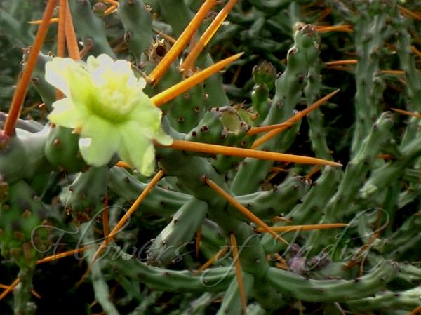 Branched Pencil Cholla