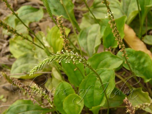 Broad Leaf Plantain